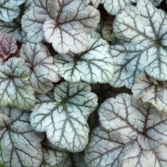 Żurawka 'Cinnabar Silver' - Heuchera Cinnabar Silver
